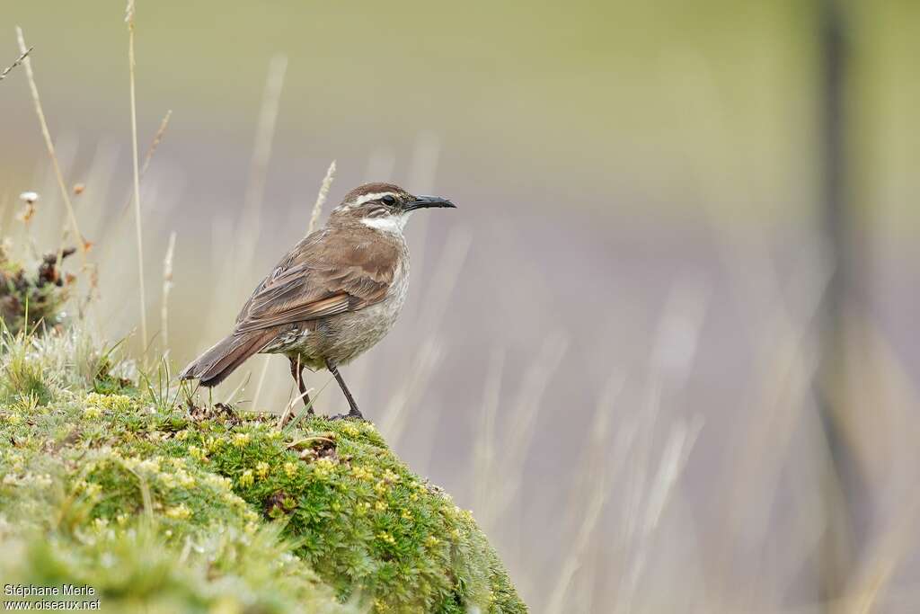 Stout-billed Cinclodesadult, habitat