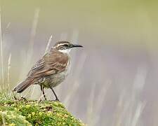 Stout-billed Cinclodes