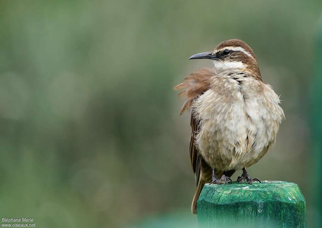 Stout-billed Cinclodesadult, close-up portrait