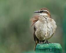 Stout-billed Cinclodes