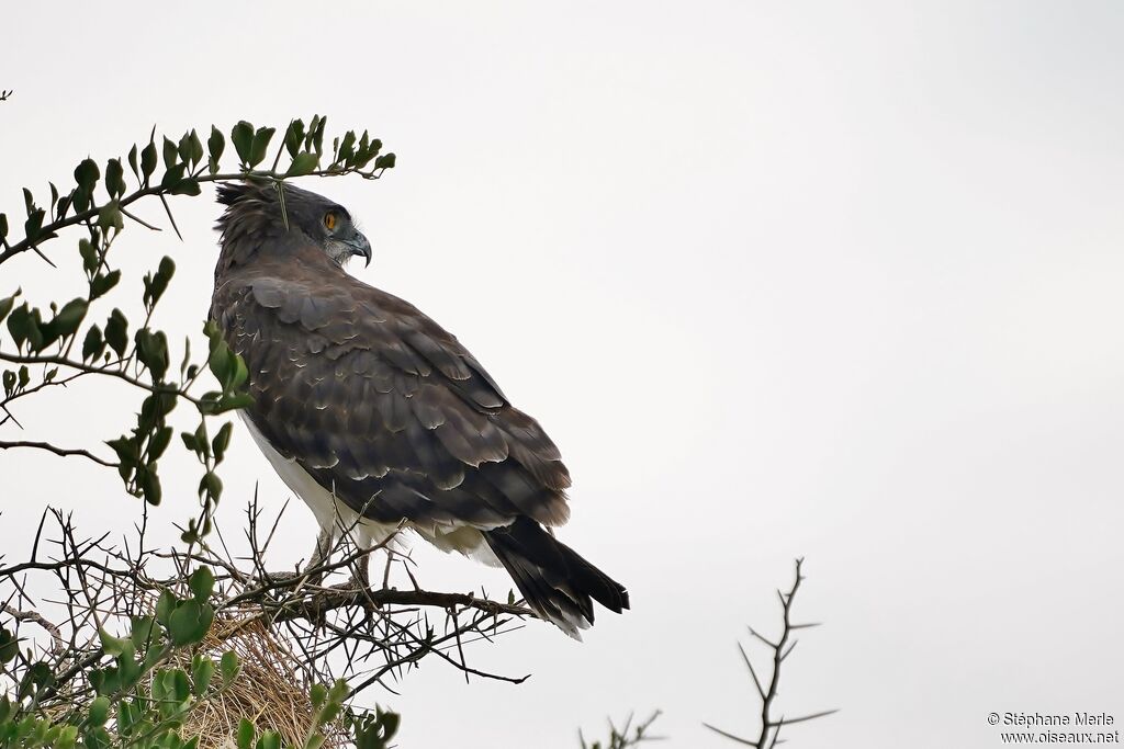 Circaète à poitrine noireadulte