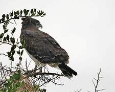 Black-chested Snake Eagle