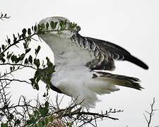 Black-chested Snake Eagle