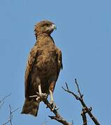 Brown Snake Eagle