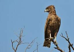 Brown Snake Eagle