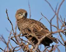 Brown Snake Eagle