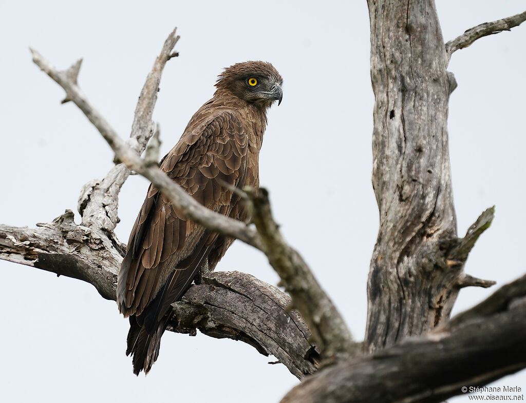 Brown Snake Eagle