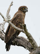 Brown Snake Eagle