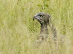 Brown Snake Eagle