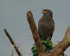 Western Banded Snake Eagle