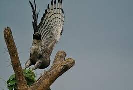 Western Banded Snake Eagle