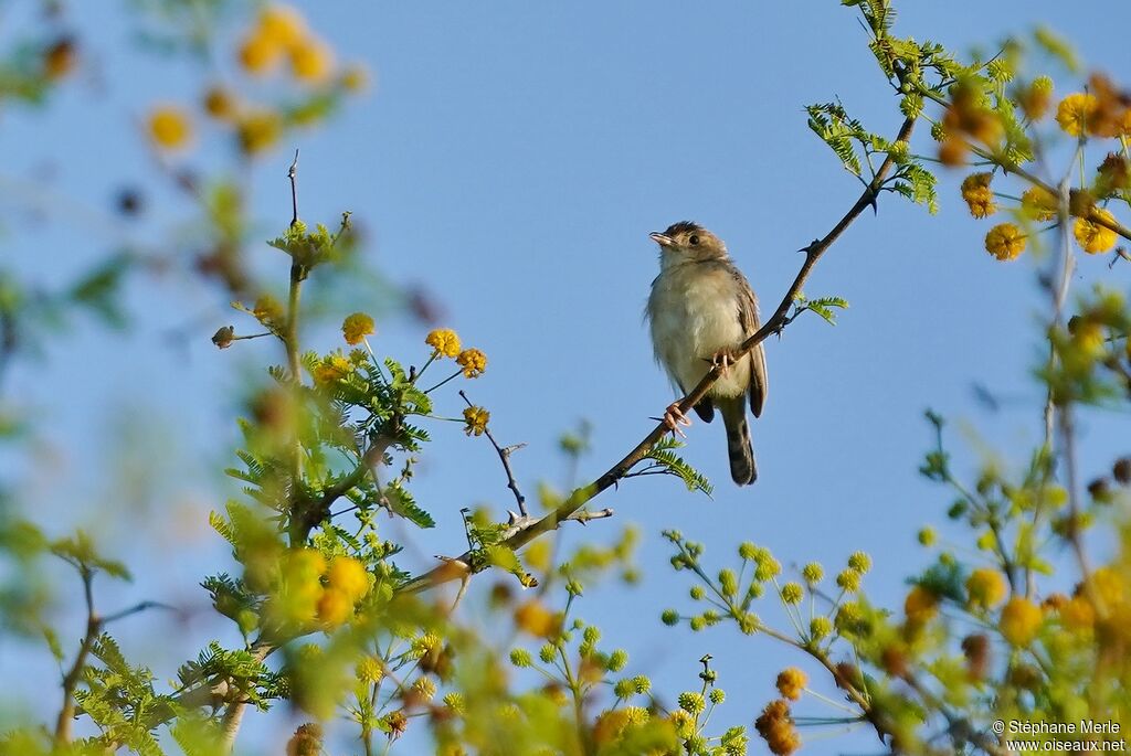 Short-winged Cisticolaadult