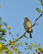 Short-winged Cisticola