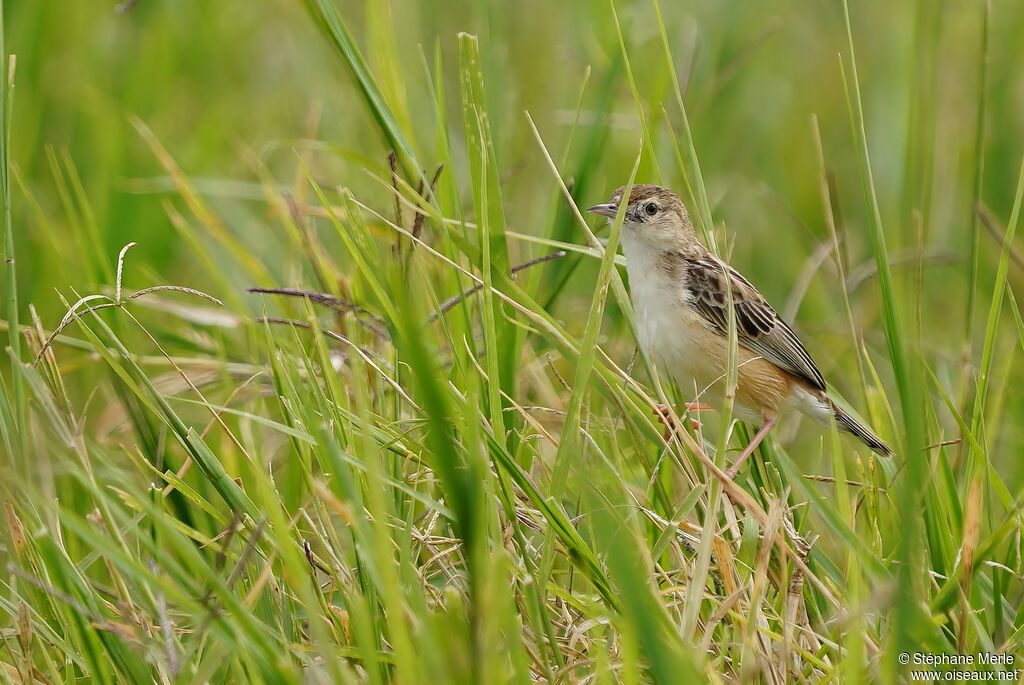 Grey-backed Cisticolaadult