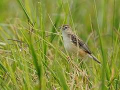 Grey-backed Cisticola