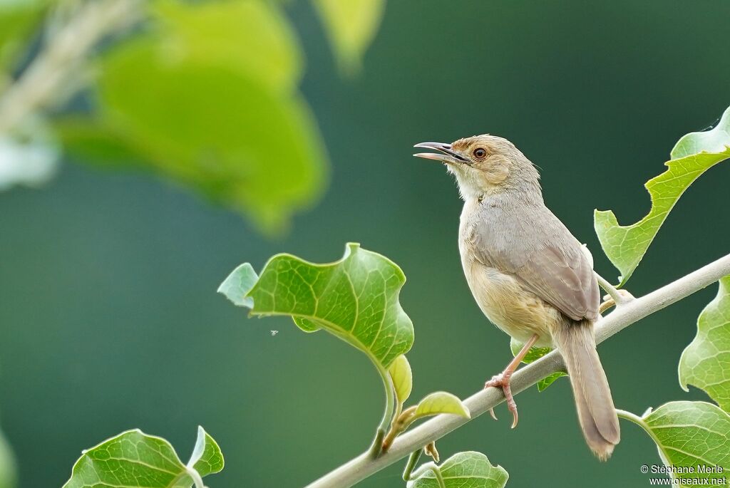 Red-faced Cisticolaadult