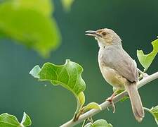 Red-faced Cisticola