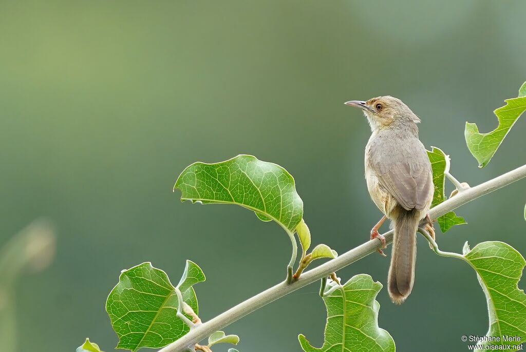 Red-faced Cisticola