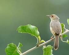 Red-faced Cisticola