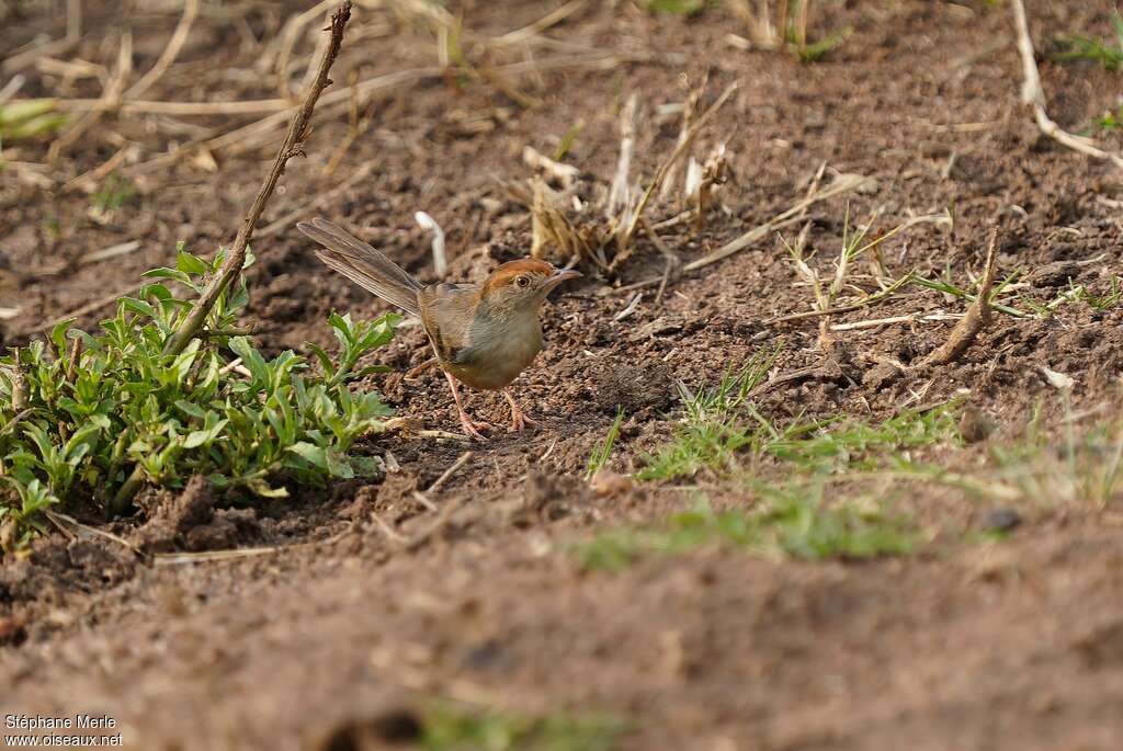 Long-tailed Cisticolaadult, identification