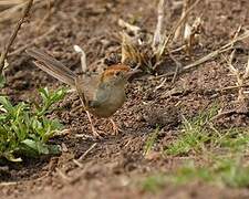 Long-tailed Cisticola