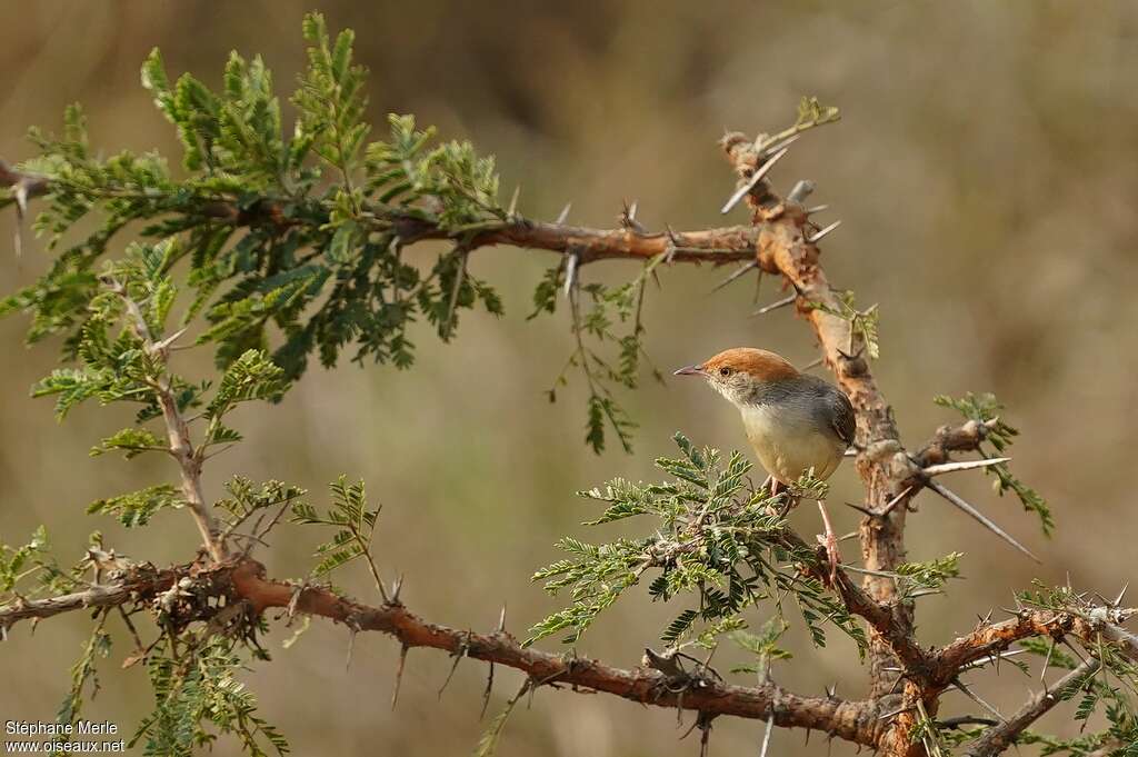 Long-tailed Cisticolaadult, habitat, pigmentation