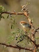 Long-tailed Cisticola