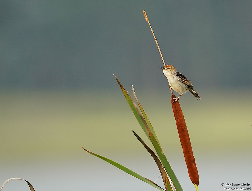 Levaillant's Cisticolaadult