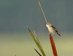 Levaillant's Cisticola