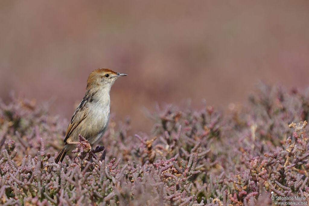 Levaillant's Cisticolaadult