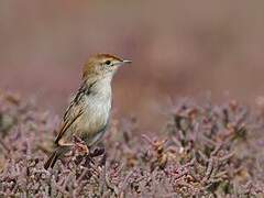 Levaillant's Cisticola