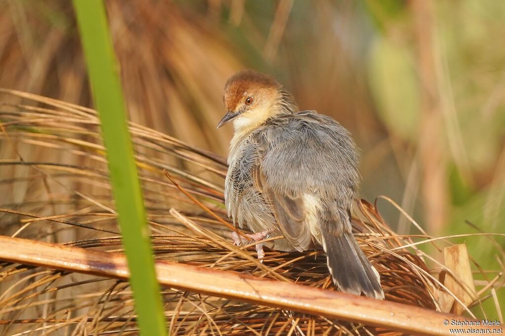 Carruthers's Cisticolaadult