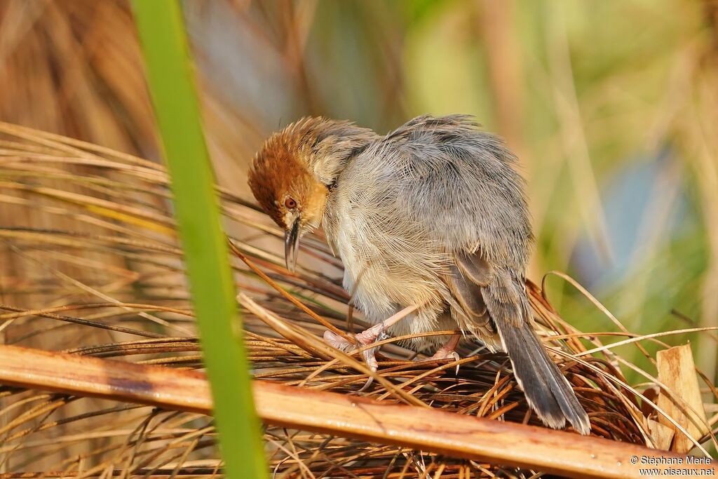 Carruthers's Cisticolaadult