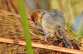 Carruthers's Cisticola