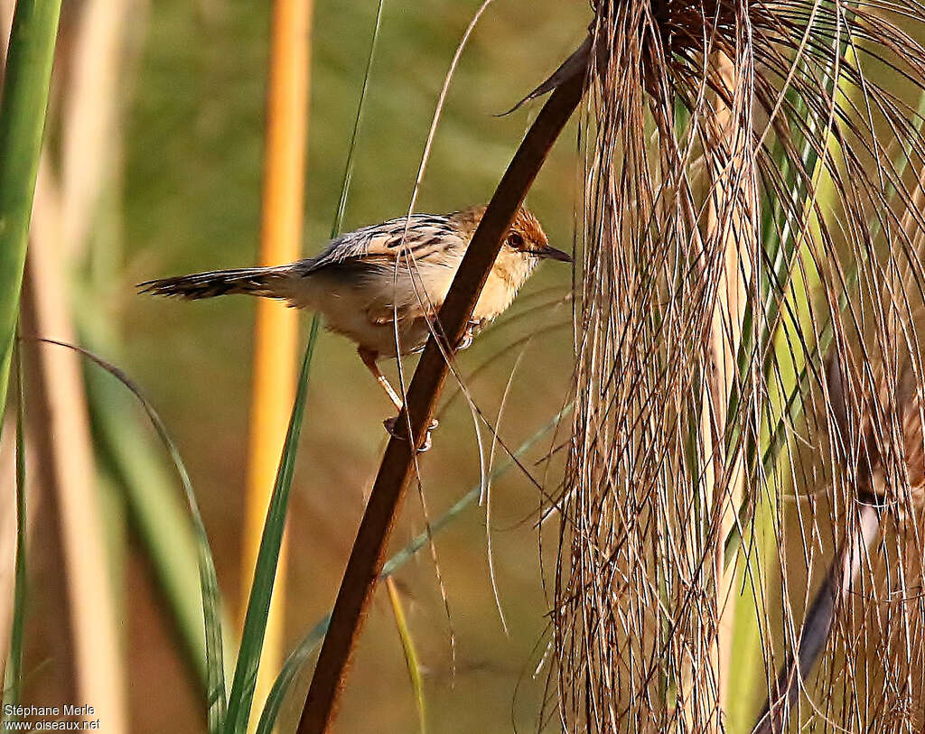 Luapula Cisticolaadult