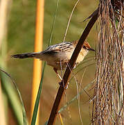 Luapula Cisticola