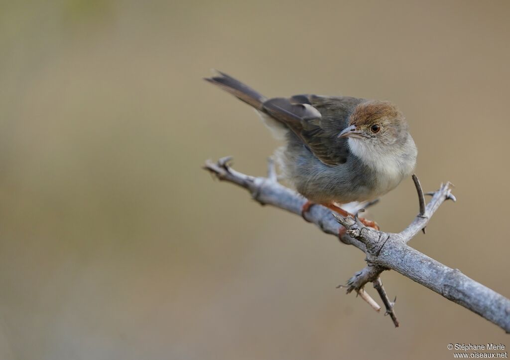 Trilling Cisticola