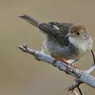 Cisticole de Woosnam