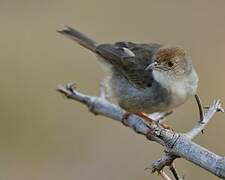 Trilling Cisticola