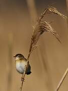 Zitting Cisticola