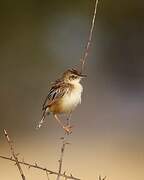 Zitting Cisticola