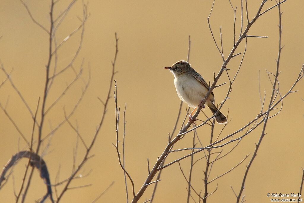 Desert Cisticola