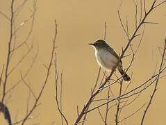 Desert Cisticola