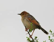 Winding Cisticola