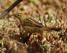 Winding Cisticola