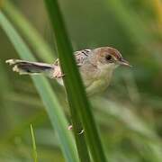 Winding Cisticola