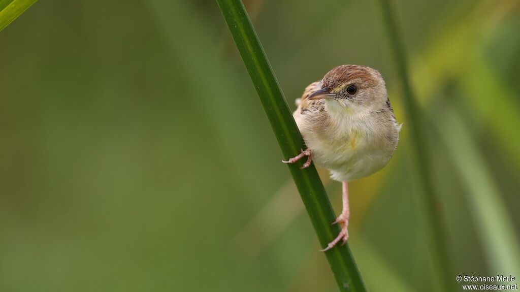 Winding Cisticola