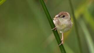 Winding Cisticola