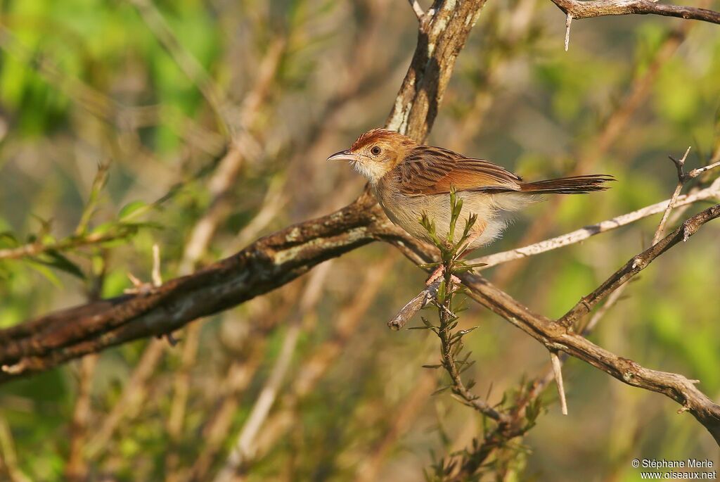 Rattling Cisticolaadult