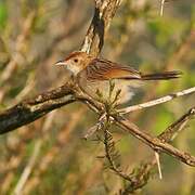 Rattling Cisticola